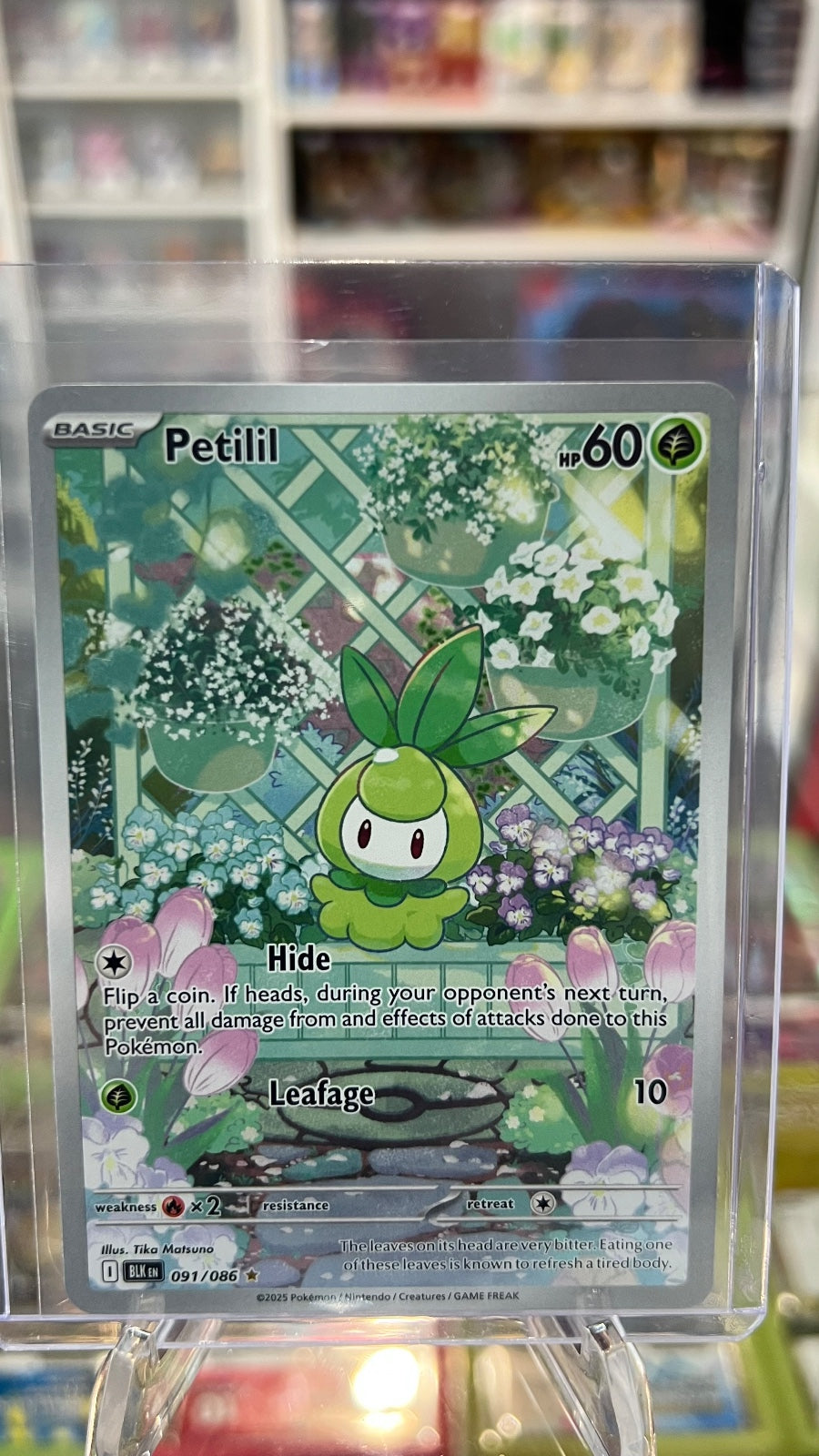 Petilil Holo Illustration Rare SV: Black Bolt 091/086 NM
