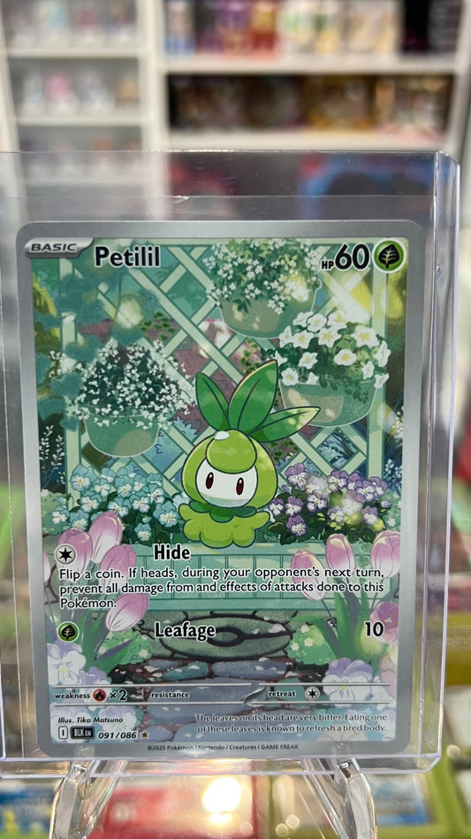 Petilil Holo Illustration Rare SV: Black Bolt 091/086 NM
